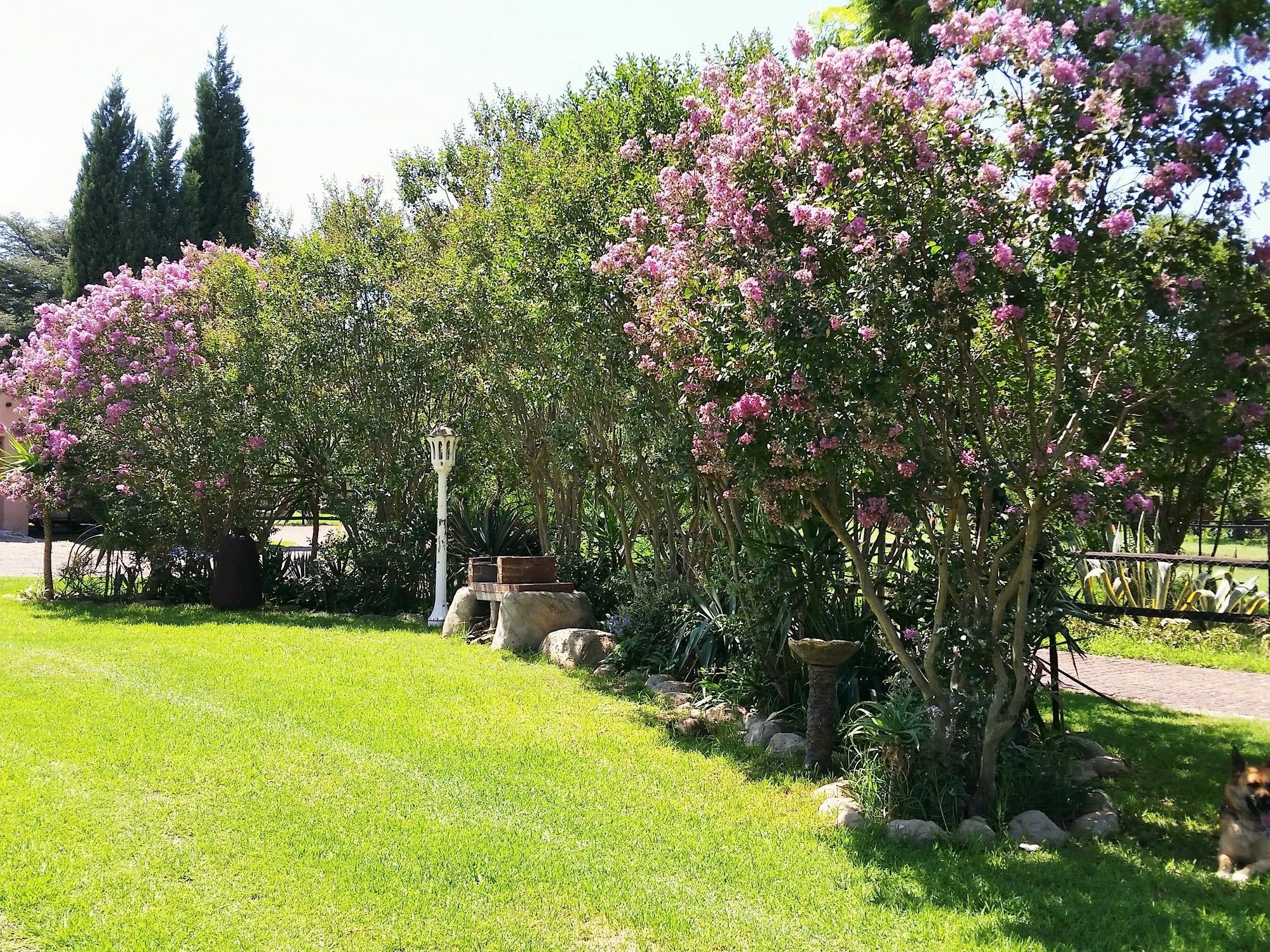 Pine Tree Lodge Midrand Εξωτερικό φωτογραφία